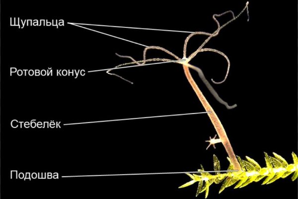 Блекспрут тор 1blacksprut me